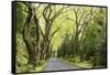 Highway EN1-1A Passing through green forest, Nordeste, Sao Miguel, Azores, Portugal-Panoramic Images-Framed Stretched Canvas