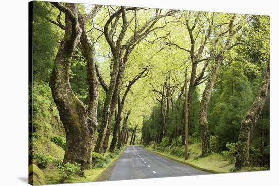 Highway EN1-1A Passing through green forest, Nordeste, Sao Miguel, Azores, Portugal-Panoramic Images-Stretched Canvas