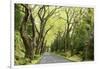 Highway EN1-1A Passing through green forest, Nordeste, Sao Miguel, Azores, Portugal-Panoramic Images-Framed Photographic Print