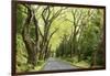 Highway EN1-1A Passing through green forest, Nordeste, Sao Miguel, Azores, Portugal-Panoramic Images-Framed Photographic Print