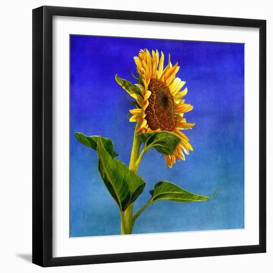 Highway Sunshine-Terri Hill-Framed Giclee Print