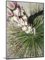 Hike through Tent Rocks National Monument-Martina Roth Kunst-Foto-Design-Mounted Photographic Print