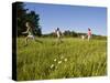 Hikeers walk in a field in Sabins Pasture, Montpelier, Vermont, USA-Jerry & Marcy Monkman-Stretched Canvas
