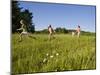 Hikeers walk in a field in Sabins Pasture, Montpelier, Vermont, USA-Jerry & Marcy Monkman-Mounted Photographic Print