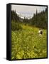 Hiker and Wildflowers in the Tatoosh Wilderness, Cascade Range of Washington, USA-Janis Miglavs-Framed Stretched Canvas