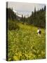 Hiker and Wildflowers in the Tatoosh Wilderness, Cascade Range of Washington, USA-Janis Miglavs-Stretched Canvas