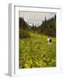 Hiker and Wildflowers in the Tatoosh Wilderness, Cascade Range of Washington, USA-Janis Miglavs-Framed Photographic Print