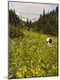 Hiker and Wildflowers in the Tatoosh Wilderness, Cascade Range of Washington, USA-Janis Miglavs-Mounted Photographic Print