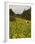 Hiker and Wildflowers in the Tatoosh Wilderness, Cascade Range of Washington, USA-Janis Miglavs-Framed Photographic Print