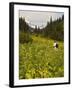 Hiker and Wildflowers in the Tatoosh Wilderness, Cascade Range of Washington, USA-Janis Miglavs-Framed Photographic Print