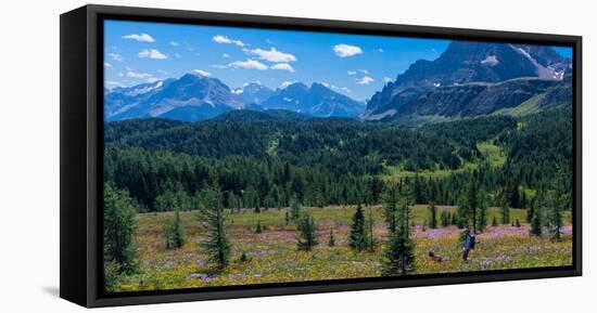 Hiker at wildflowers meadow, Monarch Ramparts, Healy Pass, Alberta, Canada-null-Framed Stretched Canvas