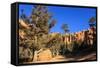 Hiker on Navajo Loop Trail with Hoodoos and Pine Trees Lit by Early Morning Sun in Winter-Eleanor-Framed Stretched Canvas