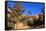 Hiker on Navajo Loop Trail with Hoodoos and Pine Trees Lit by Early Morning Sun in Winter-Eleanor-Framed Stretched Canvas