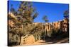 Hiker on Navajo Loop Trail with Hoodoos and Pine Trees Lit by Early Morning Sun in Winter-Eleanor-Stretched Canvas