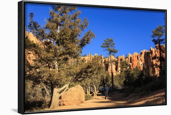 Hiker on Navajo Loop Trail with Hoodoos and Pine Trees Lit by Early Morning Sun in Winter-Eleanor-Framed Photographic Print