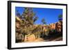 Hiker on Navajo Loop Trail with Hoodoos and Pine Trees Lit by Early Morning Sun in Winter-Eleanor-Framed Photographic Print