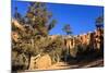 Hiker on Navajo Loop Trail with Hoodoos and Pine Trees Lit by Early Morning Sun in Winter-Eleanor-Mounted Photographic Print