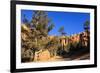 Hiker on Navajo Loop Trail with Hoodoos and Pine Trees Lit by Early Morning Sun in Winter-Eleanor-Framed Photographic Print