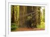 Hikers Admiring Redwood Trees, Redwood National Park, California-YayaErnst-Framed Photographic Print