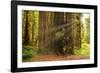 Hikers Admiring Redwood Trees, Redwood National Park, California-YayaErnst-Framed Photographic Print