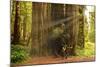 Hikers Admiring Redwood Trees, Redwood National Park, California-YayaErnst-Mounted Photographic Print