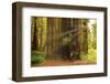 Hikers Admiring Redwood Trees, Redwood National Park, California-YayaErnst-Framed Photographic Print