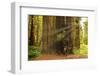 Hikers Admiring Redwood Trees, Redwood National Park, California-YayaErnst-Framed Photographic Print