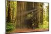 Hikers Admiring Redwood Trees, Redwood National Park, California-YayaErnst-Mounted Photographic Print