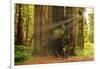 Hikers Admiring Redwood Trees, Redwood National Park, California-YayaErnst-Framed Photographic Print