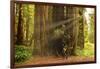 Hikers Admiring Redwood Trees, Redwood National Park, California-YayaErnst-Framed Photographic Print