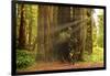 Hikers Admiring Redwood Trees, Redwood National Park, California-YayaErnst-Framed Photographic Print