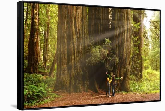 Hikers Admiring Redwood Trees, Redwood National Park, California-YayaErnst-Framed Stretched Canvas