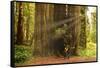 Hikers Admiring Redwood Trees, Redwood National Park, California-YayaErnst-Framed Stretched Canvas