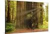 Hikers Admiring Redwood Trees, Redwood National Park, California-YayaErnst-Stretched Canvas