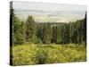 Hiking Area, Alpine Meadow Summer Flowers, Slovensky Raj, Paradise National Park, Slovakia-Christian Kober-Stretched Canvas