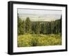Hiking Area, Alpine Meadow Summer Flowers, Slovensky Raj, Paradise National Park, Slovakia-Christian Kober-Framed Photographic Print
