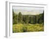 Hiking Area, Alpine Meadow Summer Flowers, Slovensky Raj, Paradise National Park, Slovakia-Christian Kober-Framed Photographic Print