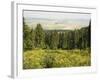 Hiking Area, Alpine Meadow Summer Flowers, Slovensky Raj, Paradise National Park, Slovakia-Christian Kober-Framed Photographic Print