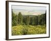 Hiking Area, Alpine Meadow Summer Flowers, Slovensky Raj, Paradise National Park, Slovakia-Christian Kober-Framed Photographic Print