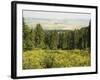 Hiking Area, Alpine Meadow Summer Flowers, Slovensky Raj, Paradise National Park, Slovakia-Christian Kober-Framed Photographic Print