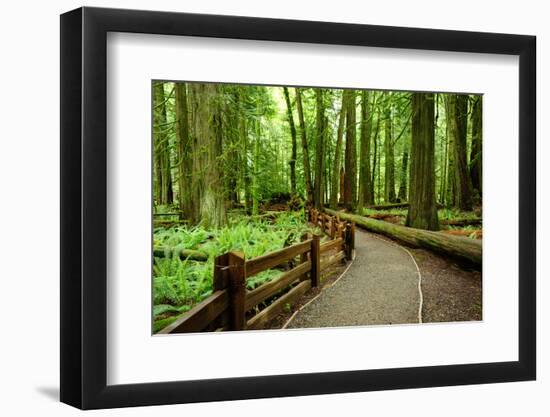 Hiking in Rain Forest in Macmillan Provincial Park in Vancouver Island, British Columbia, Canada-2009fotofriends-Framed Photographic Print