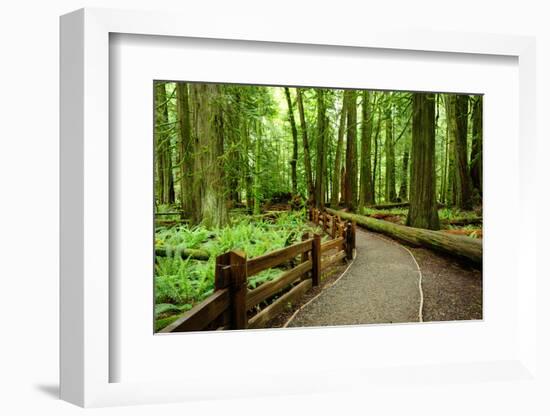 Hiking in Rain Forest in Macmillan Provincial Park in Vancouver Island, British Columbia, Canada-2009fotofriends-Framed Photographic Print