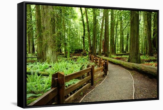 Hiking in Rain Forest in Macmillan Provincial Park in Vancouver Island, British Columbia, Canada-2009fotofriends-Framed Stretched Canvas
