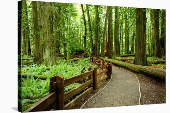 Hiking in Rain Forest in Macmillan Provincial Park in Vancouver Island, British Columbia, Canada-2009fotofriends-Stretched Canvas