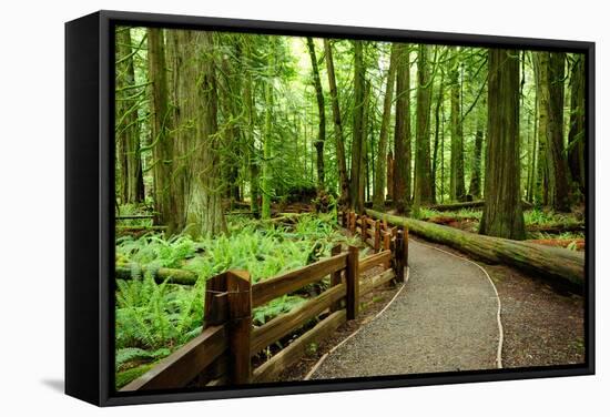 Hiking in Rain Forest in Macmillan Provincial Park in Vancouver Island, British Columbia, Canada-2009fotofriends-Framed Stretched Canvas