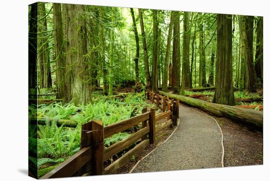 Hiking in Rain Forest in Macmillan Provincial Park in Vancouver Island, British Columbia, Canada-2009fotofriends-Stretched Canvas