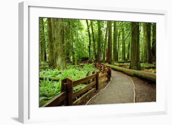 Hiking in Rain Forest in Macmillan Provincial Park in Vancouver Island, British Columbia, Canada-2009fotofriends-Framed Photographic Print