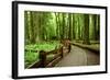 Hiking in Rain Forest in Macmillan Provincial Park in Vancouver Island, British Columbia, Canada-2009fotofriends-Framed Photographic Print