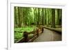 Hiking in Rain Forest in Macmillan Provincial Park in Vancouver Island, British Columbia, Canada-2009fotofriends-Framed Photographic Print