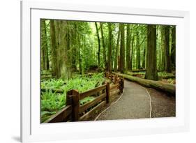 Hiking in Rain Forest in Macmillan Provincial Park in Vancouver Island, British Columbia, Canada-2009fotofriends-Framed Photographic Print